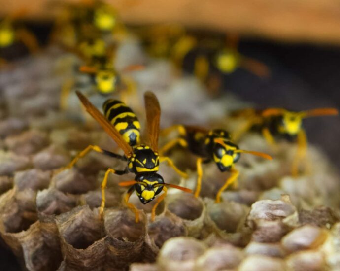 Wasp Control Hamilton Ontario