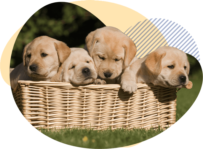 Yellow Labrador Puppies